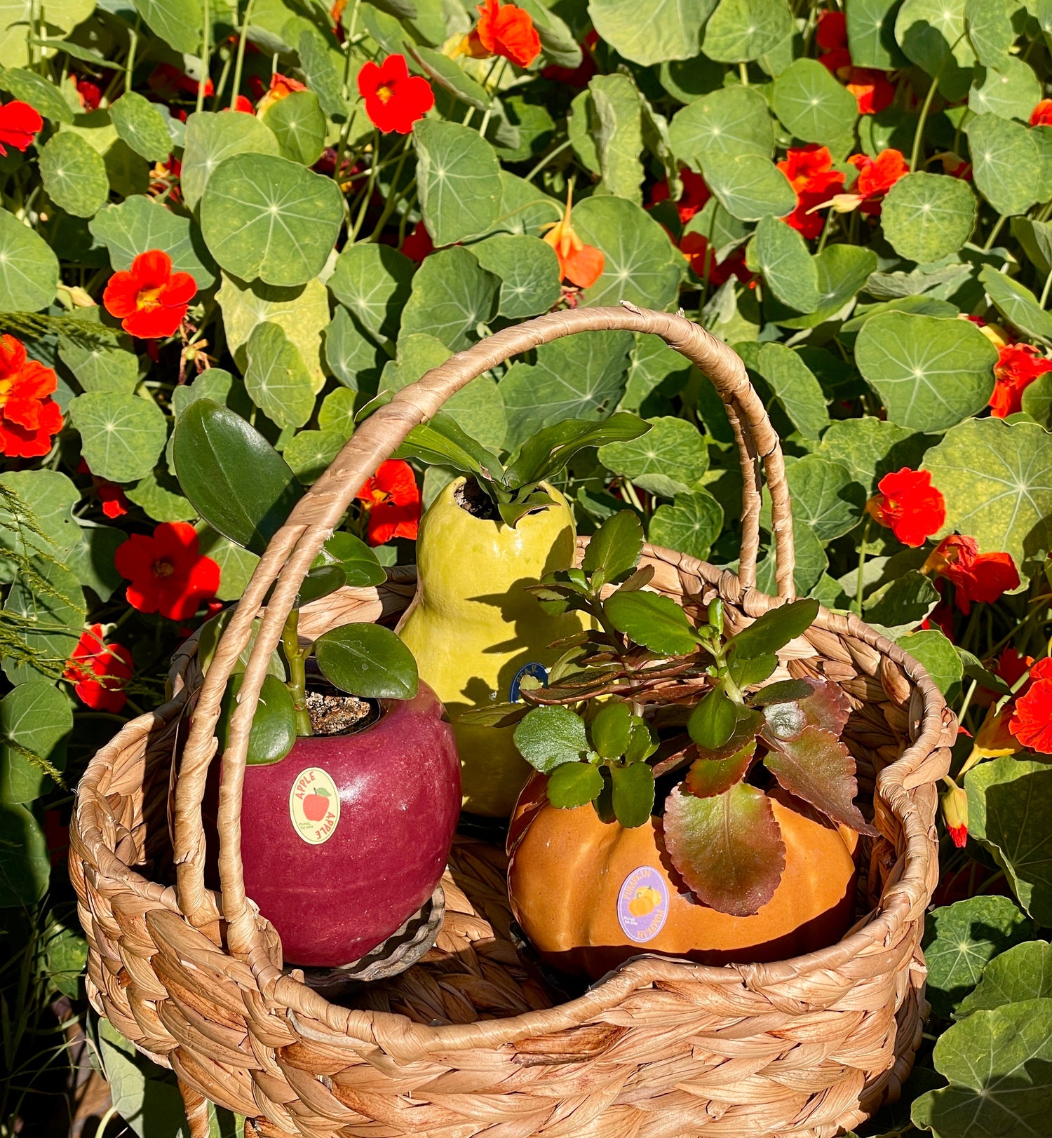 Plant Pots