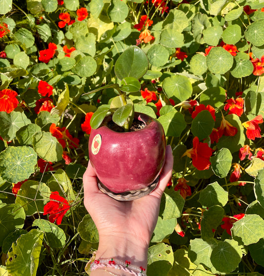 Apple Plant Pot